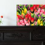 tulipany_foto_zdroj_LikeFoto