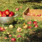apples-1681978_1280