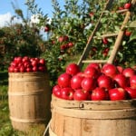 orchard-1872997_1280