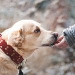 dog-1861839_640