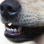 dog-2582128_1280