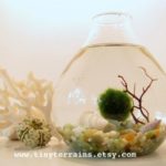 marimo 1