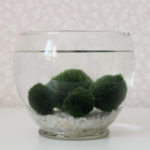 marimo 2